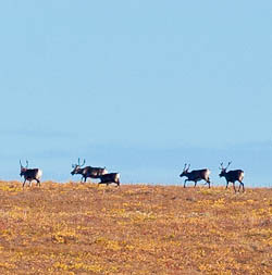Caribou on the North Slope